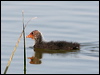 common_coot_54386