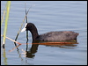 common_coot_54387