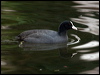 common_coot_83675