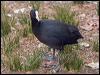 eurasian_coot_200107