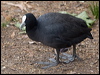 eurasian_coot_200125