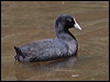 eurasian_coot_200208