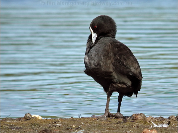 Eurasian Coot common_coot_00189.jpg