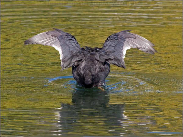 Eurasian Coot common_coot_150684.psd