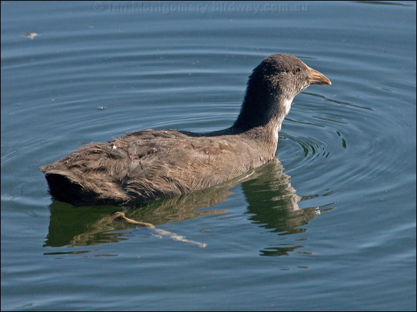 Eurasian Coot common_coot_150713.psd