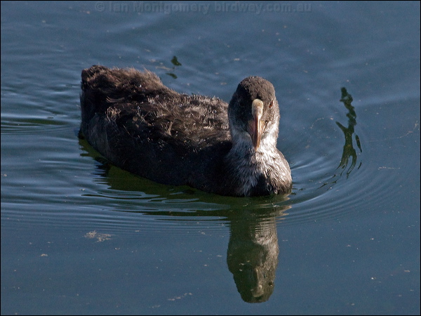 Eurasian Coot common_coot_150720.psd