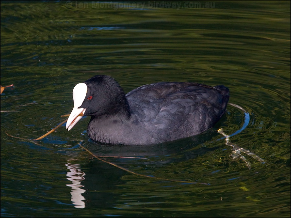 Eurasian Coot common_coot_150744.psd