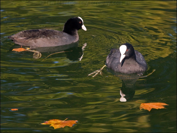 Eurasian Coot common_coot_150747.psd
