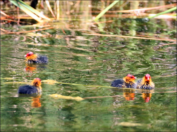Eurasian Coot common_coot_53235.jpg