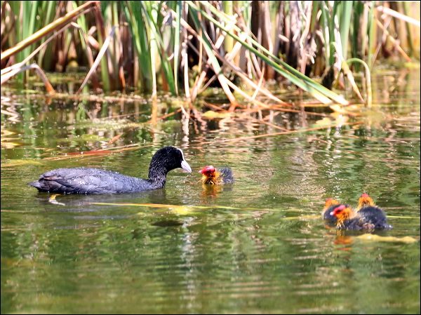 Eurasian Coot common_coot_53238.jpg