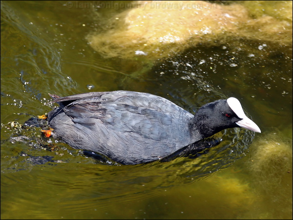 Eurasian Coot common_coot_53366.jpg