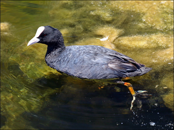 Eurasian Coot common_coot_53373.jpg