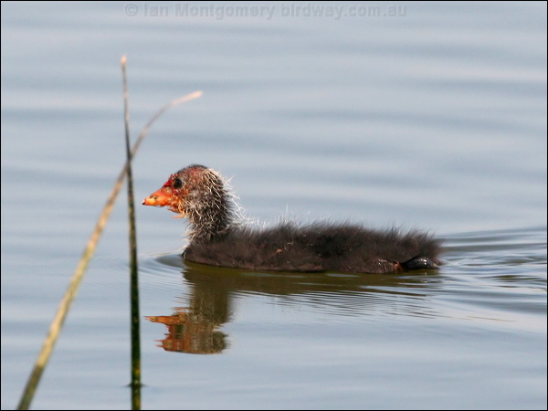 Eurasian Coot common_coot_54386.jpg