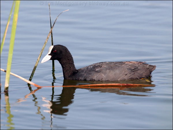 Eurasian Coot common_coot_54387.jpg