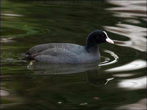 Eurasian Coot common_coot_83675.psd