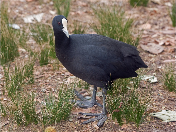 Eurasian Coot eurasian_coot_200107.psd
