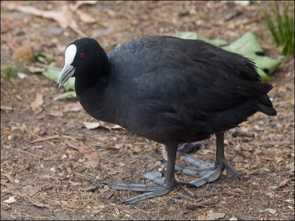 Eurasian Coot eurasian_coot_200125.psd