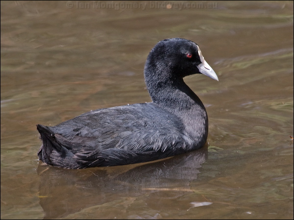 Eurasian Coot eurasian_coot_200208.psd
