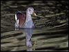 common_moorhen_140447