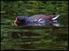 common_moorhen_144225