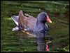 common_moorhen_144234