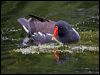 common_moorhen_144279