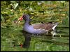 common_moorhen_51176