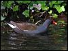 common_moorhen_51333