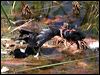 common_moorhen_53346
