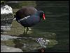 common_moorhen_83848