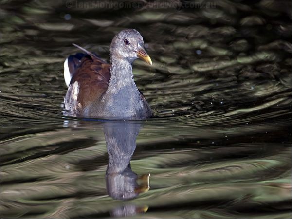 Common Moorhen common_moorhen_140447.psd