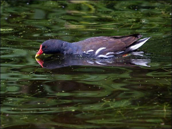 Common Moorhen common_moorhen_144225.psd