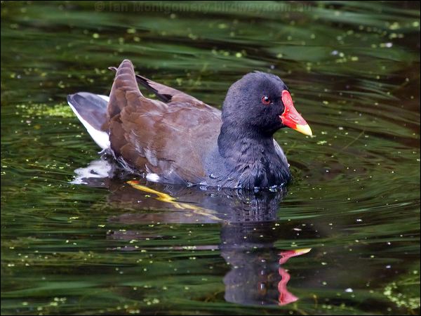 Common Moorhen common_moorhen_144234.psd