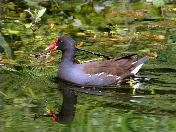 Common Moorhen common_moorhen_51176.jpg