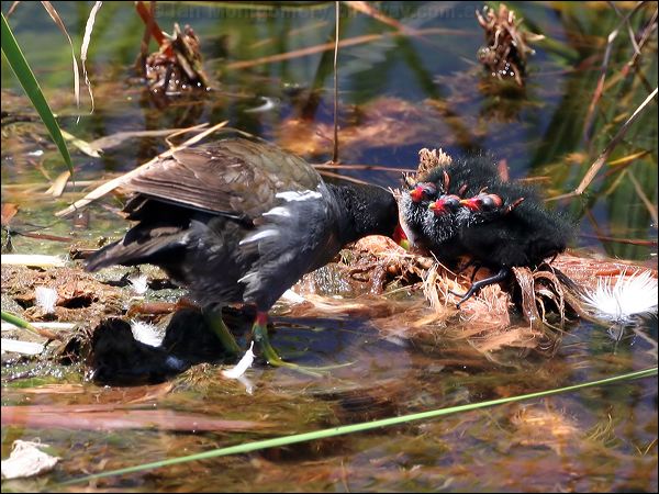 Common Moorhen common_moorhen_53346.jpg