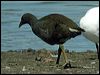dusky_moorhen_00141