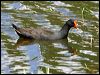 dusky_moorhen_05490