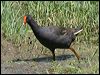 dusky_moorhen_05507