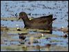 dusky_moorhen_116491
