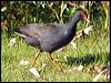 dusky_moorhen_81383