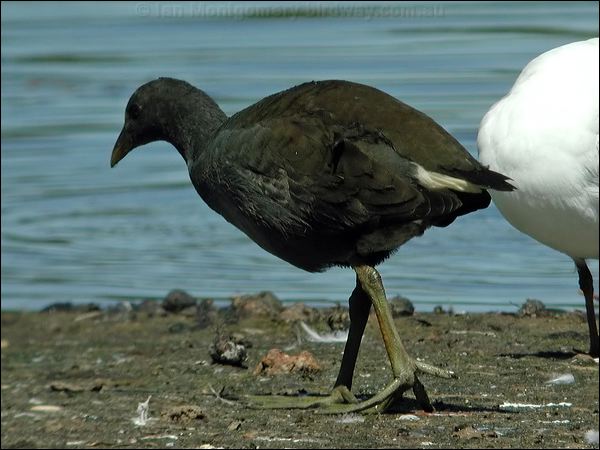 Dusky Moorhen dusky_moorhen_00141.jpg