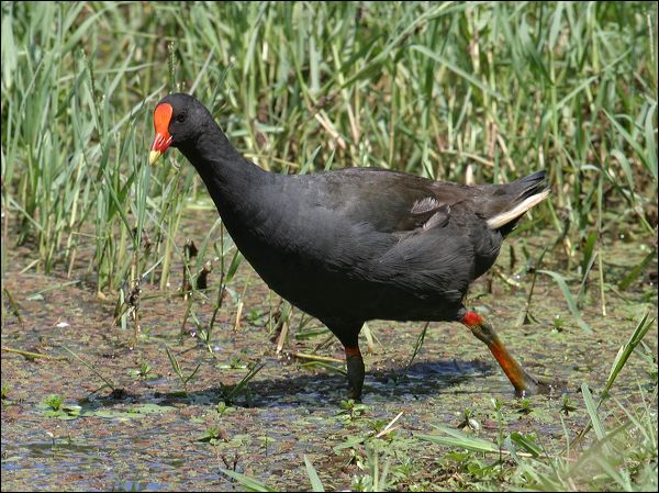 Dusky Moorhen dusky_moorhen_05507.jpg
