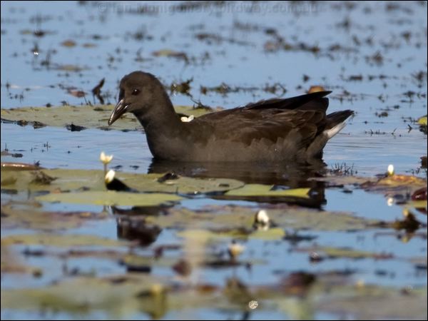 Dusky Moorhen dusky_moorhen_116491.psd
