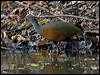 grey_neck_wood_rail_205110
