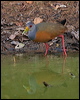 grey_neck_wood_rail_206452