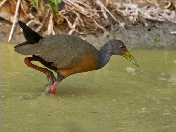 Grey-necked Wood Rail grey_neck_wood_rail_203354.psd
