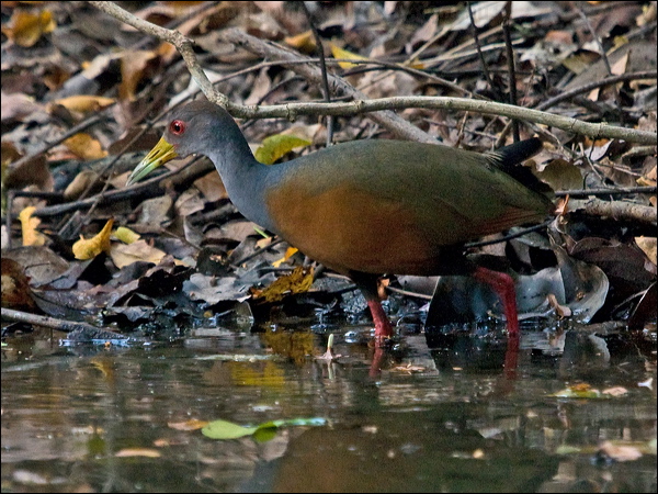 Grey-necked Wood Rail grey_neck_wood_rail_205110.psd