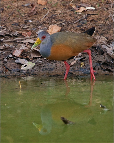 Grey-necked Wood Rail grey_neck_wood_rail_206452.psd