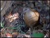 lord_howe_woodhen_154002