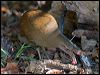 lord_howe_woodhen_154014